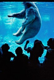 Polar Bear in Central Park Zoo, New York