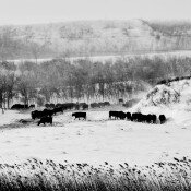 Pasture, White Earth, North Dakota, USA