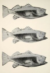 Fish (III.39)